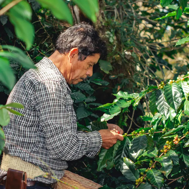 About Our Beans