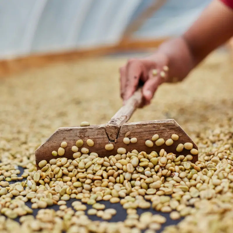 About Our Beans